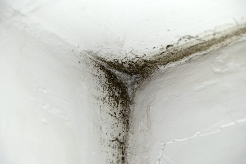 Identifying Interior Mold and Mildew